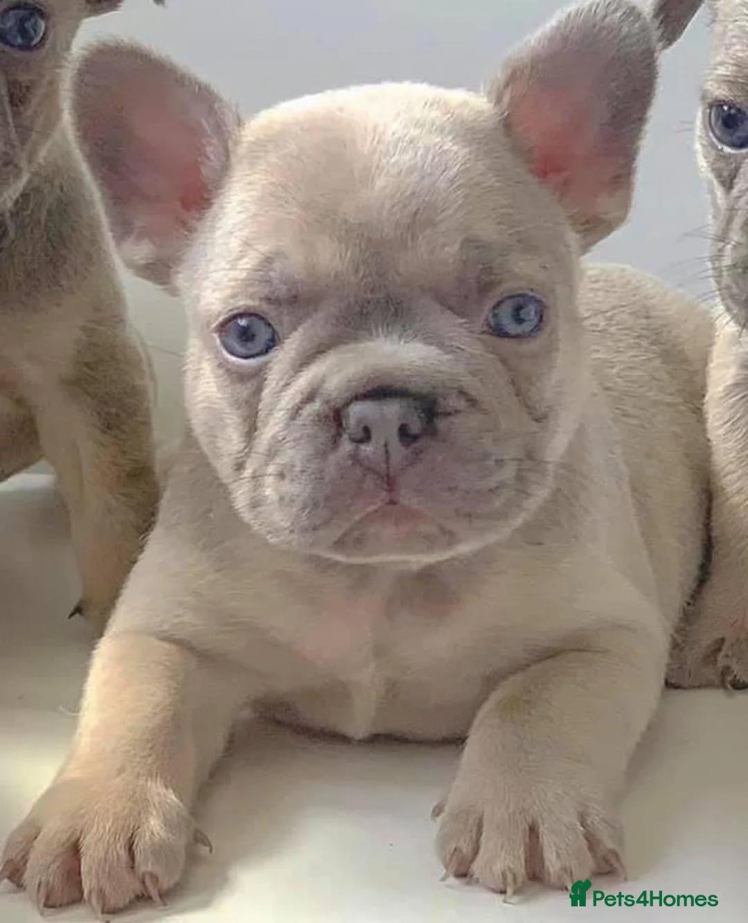 French Bulldog dogs for stud: BEAUTIFUL LILAC AND TAN FRENCH BULLDOG in Sunderland - Advert 19