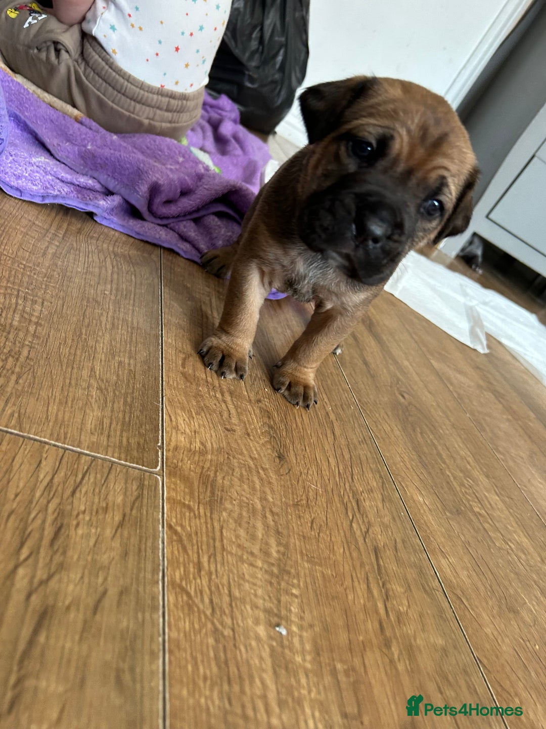 Mastiff dogs for sale: Mastiffs pups in Bury Saint Edmunds - Image 18