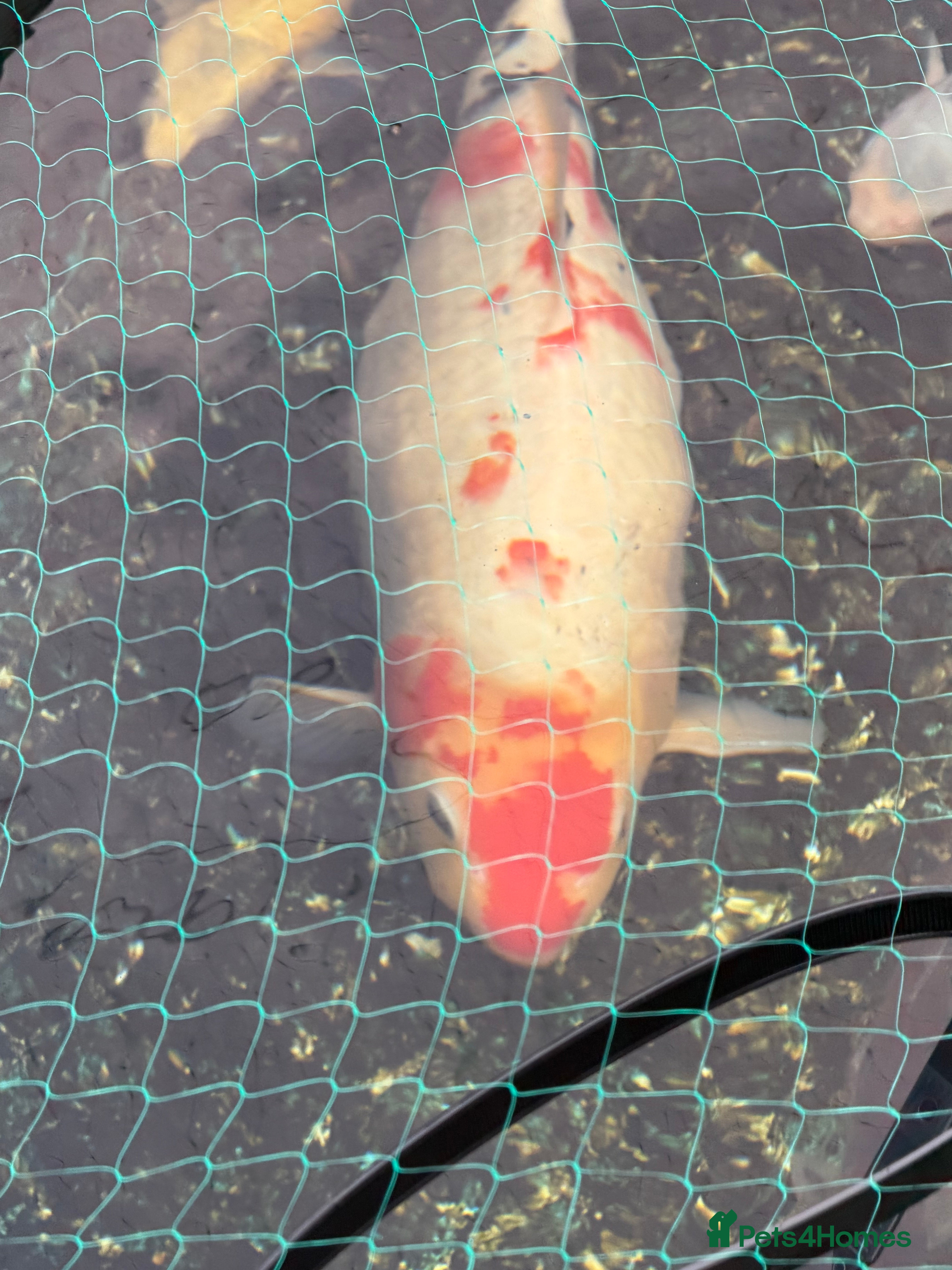 Koi Carp fish Koi karp for sale - Advert 1