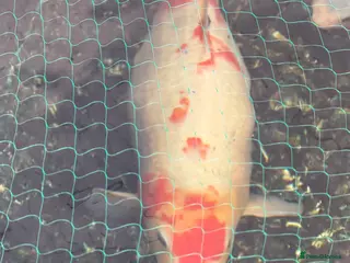 Koi Carp fish Koi karp for sale - Advert 19
