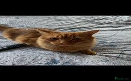 British Longhair cats for sale: Luca - domestic long hair - Image 3