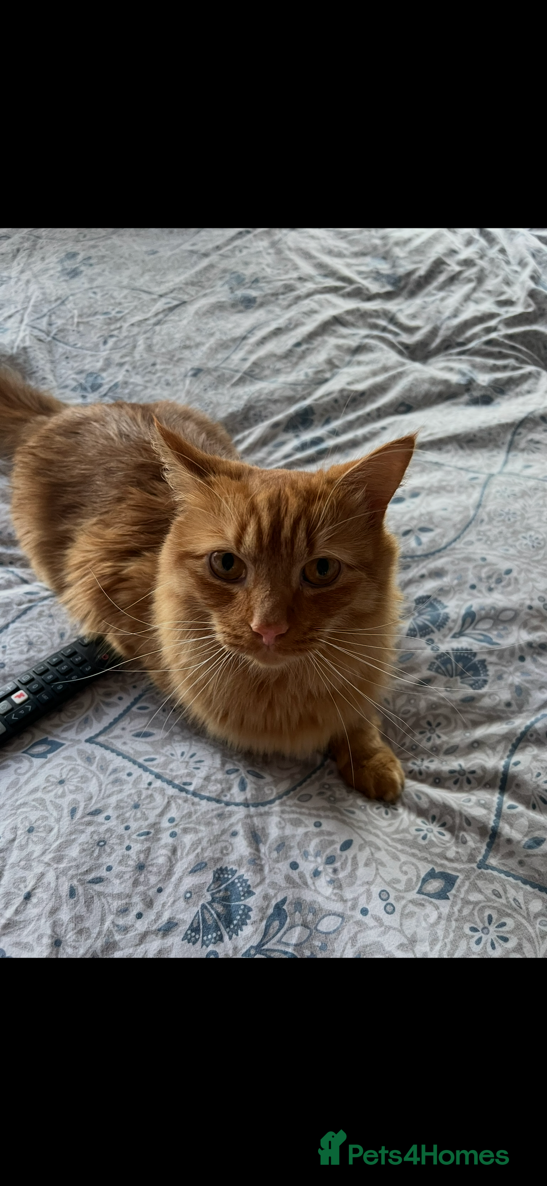 British Longhair cats for sale: Luca - domestic long hair - Image 3