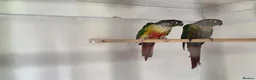 Conures birds for sale: Conures for sale  - Advert 4