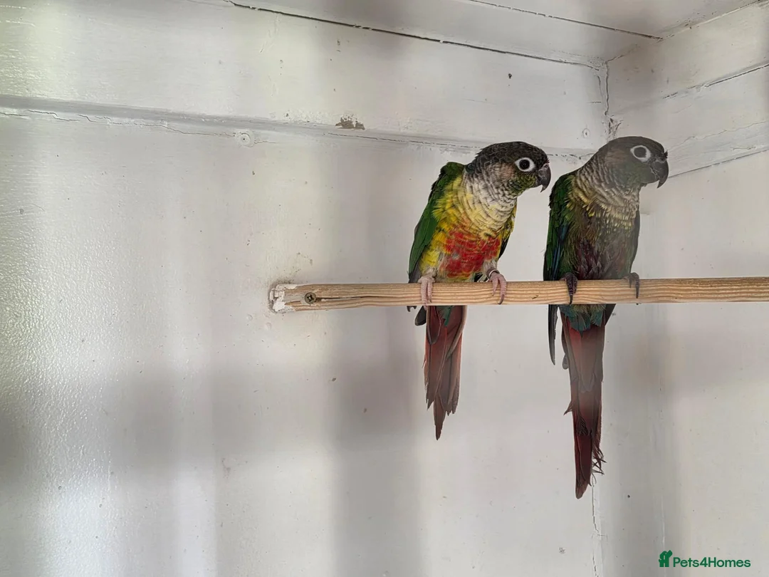 Conures birds for sale: Conures for sale  - Advert 4