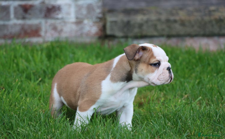 English Bulldog dogs - Advert 1