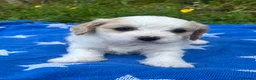 Cavachon dogs for sale: Cavachon puppies - Advert 6