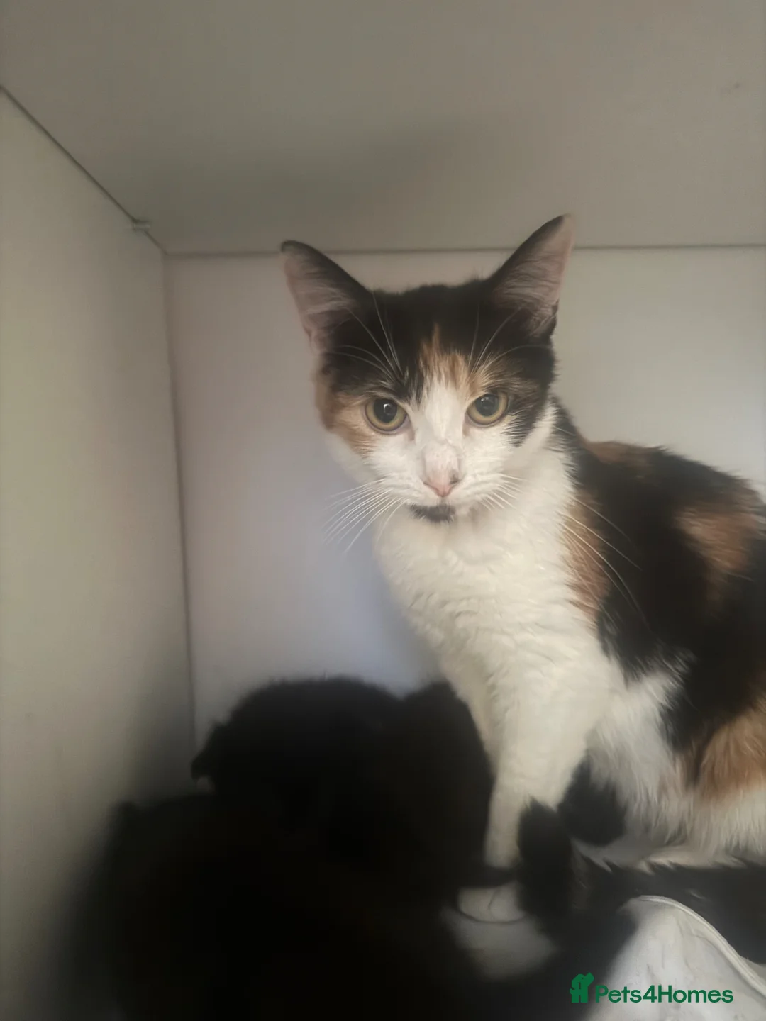 Mixed Breed cats for sale: Little kittens  - Advert 1