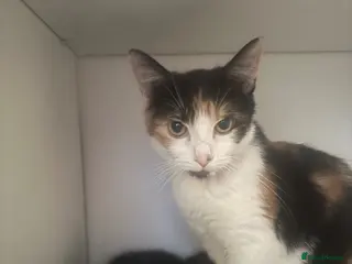 Mixed Breed cats Little kittens - Advert 4