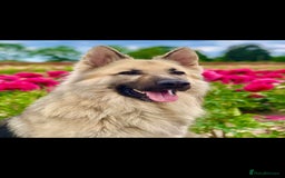 German Shepherd dogs for sale: Wonderful german shepherd puppies  - Image 3