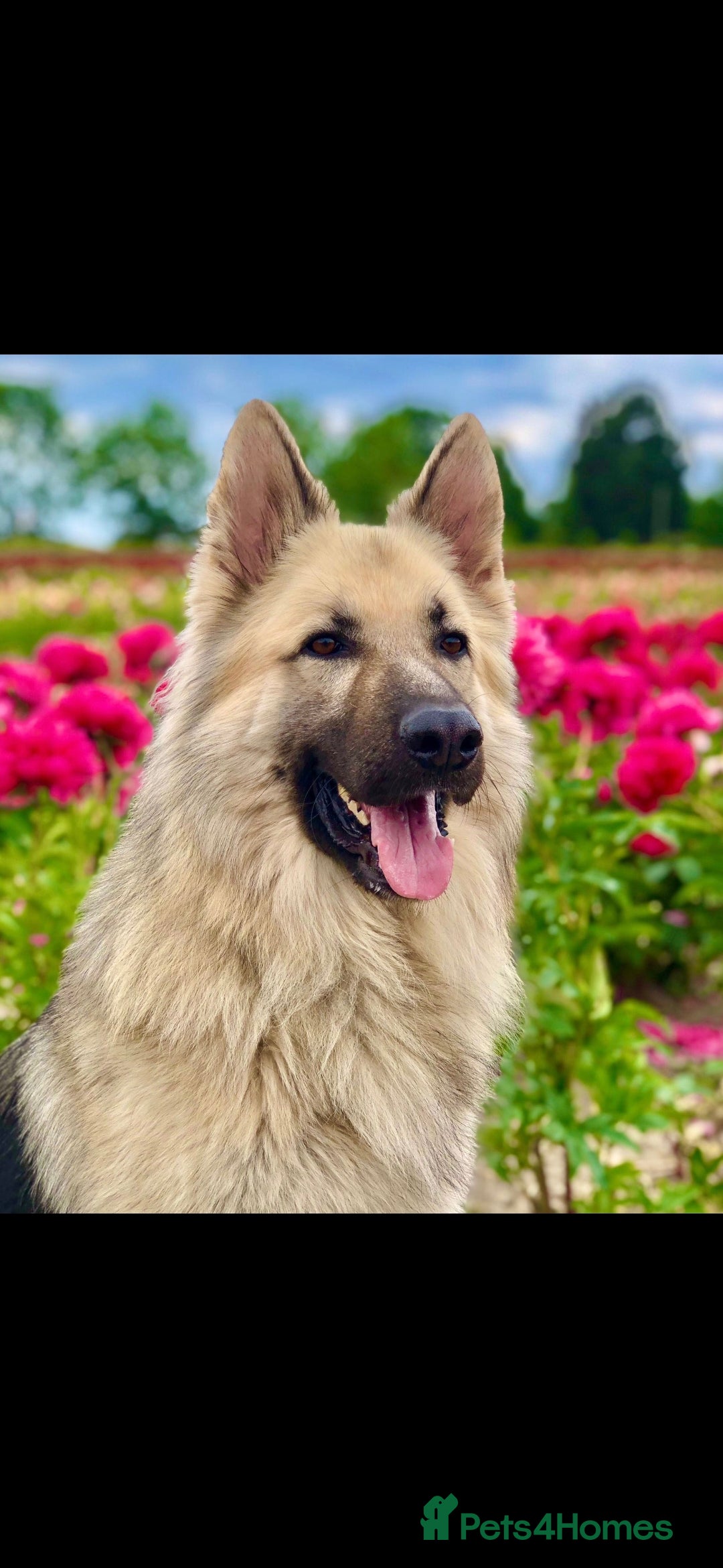 German Shepherd dogs for sale: Wonderful german shepherd puppies  - Image 3