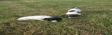 English Springer Spaniel 4 - female 