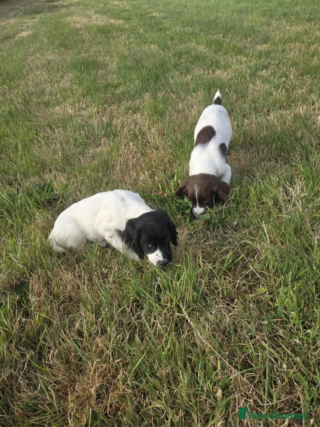 English Springer Spaniel dogs for sale: Lovely Springer Spaniel pups from working parents  - Advert 2