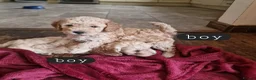 Cockapoo dogs for sale: Beautiful and friendly Cockapoo puppies - Advert 8