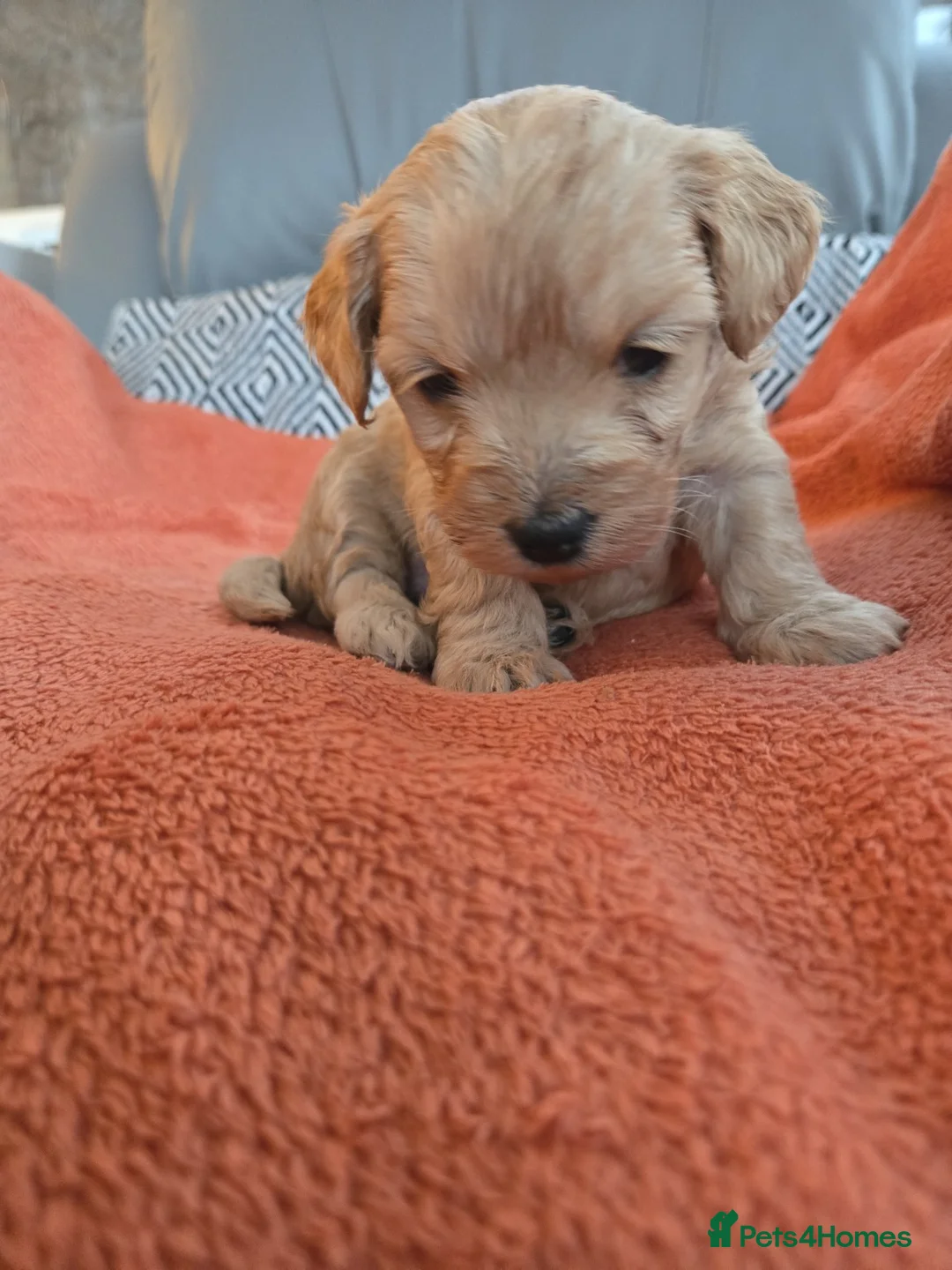 Mixed Breed dogs for sale: Beautiful Health Tested Poochon Cross Puppies  - Advert 28