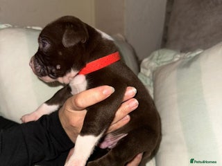 Mixed Breed dogs Fluffy Puppies for sale - Advert 2