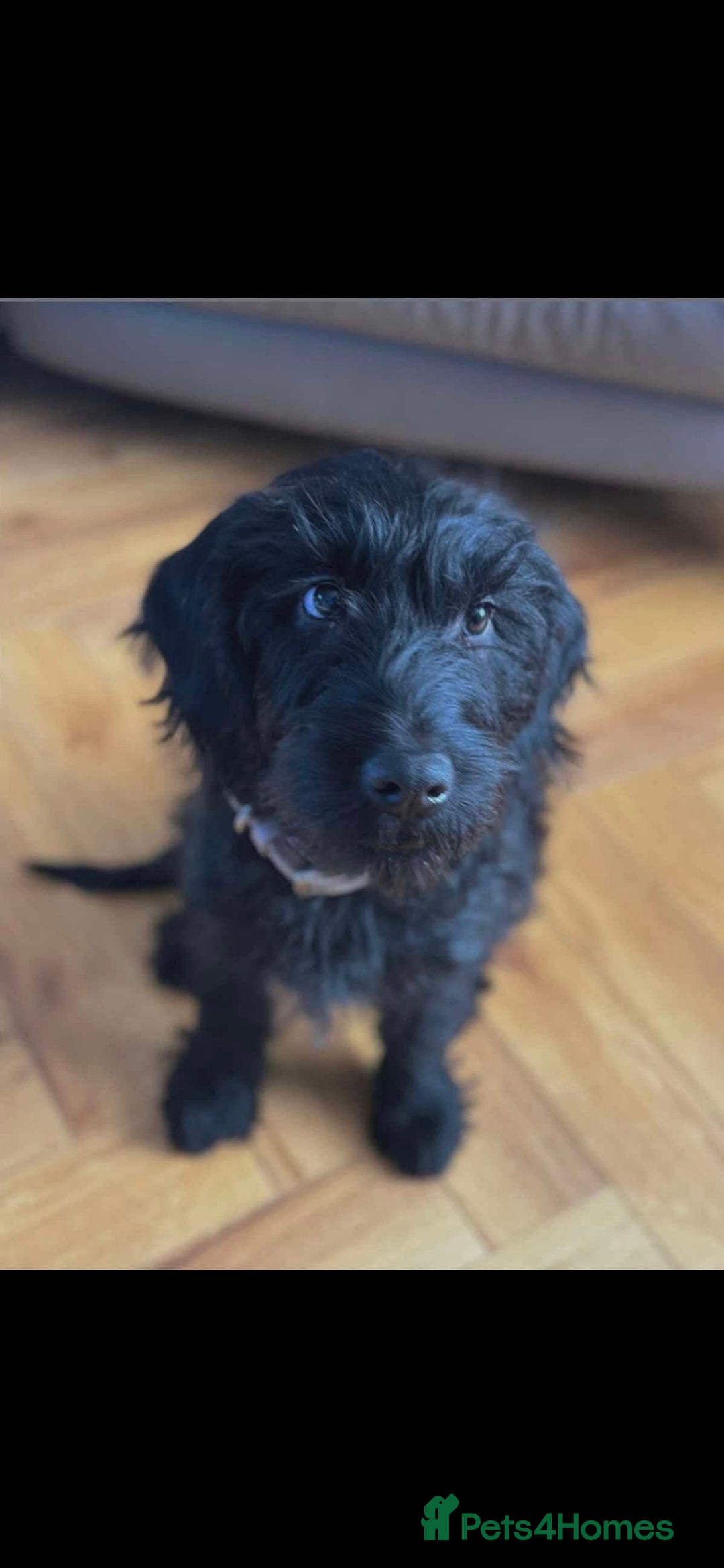 Labradoodle dogs for sale: Sweet boy for Rehoming - Advert 3