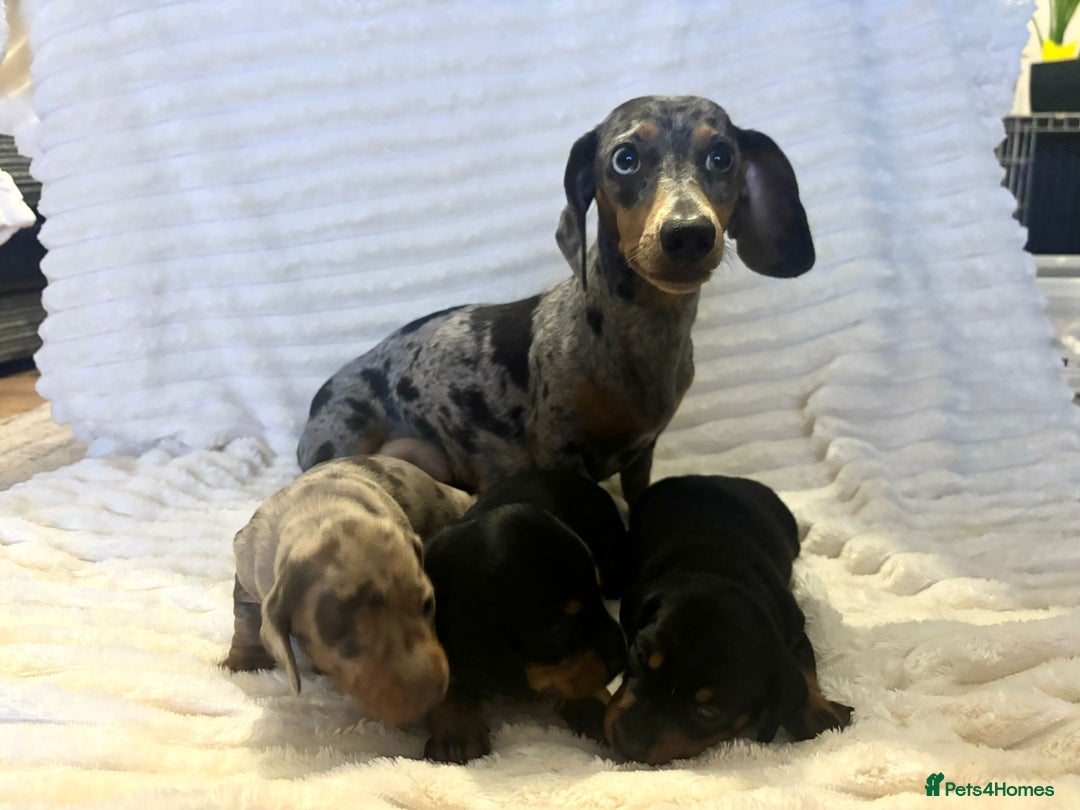 Miniature Dachshund dogs for sale: Miniature Dachshunds  - Advert 17