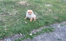 German Spitz dogs for sale: 4x Beautiful German Spitz Pomeranian Puppies  - Image 30