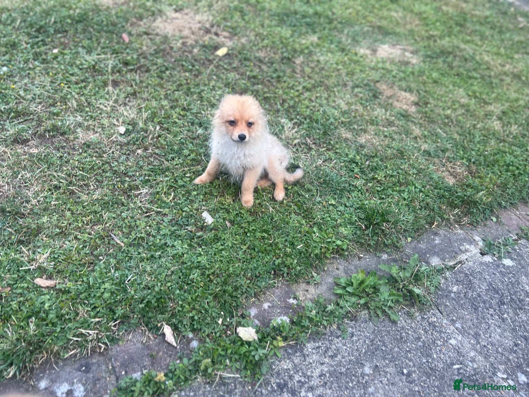 German Spitz dogs for sale: 4x Beautiful German Spitz Pomeranian Puppies  - Image 30