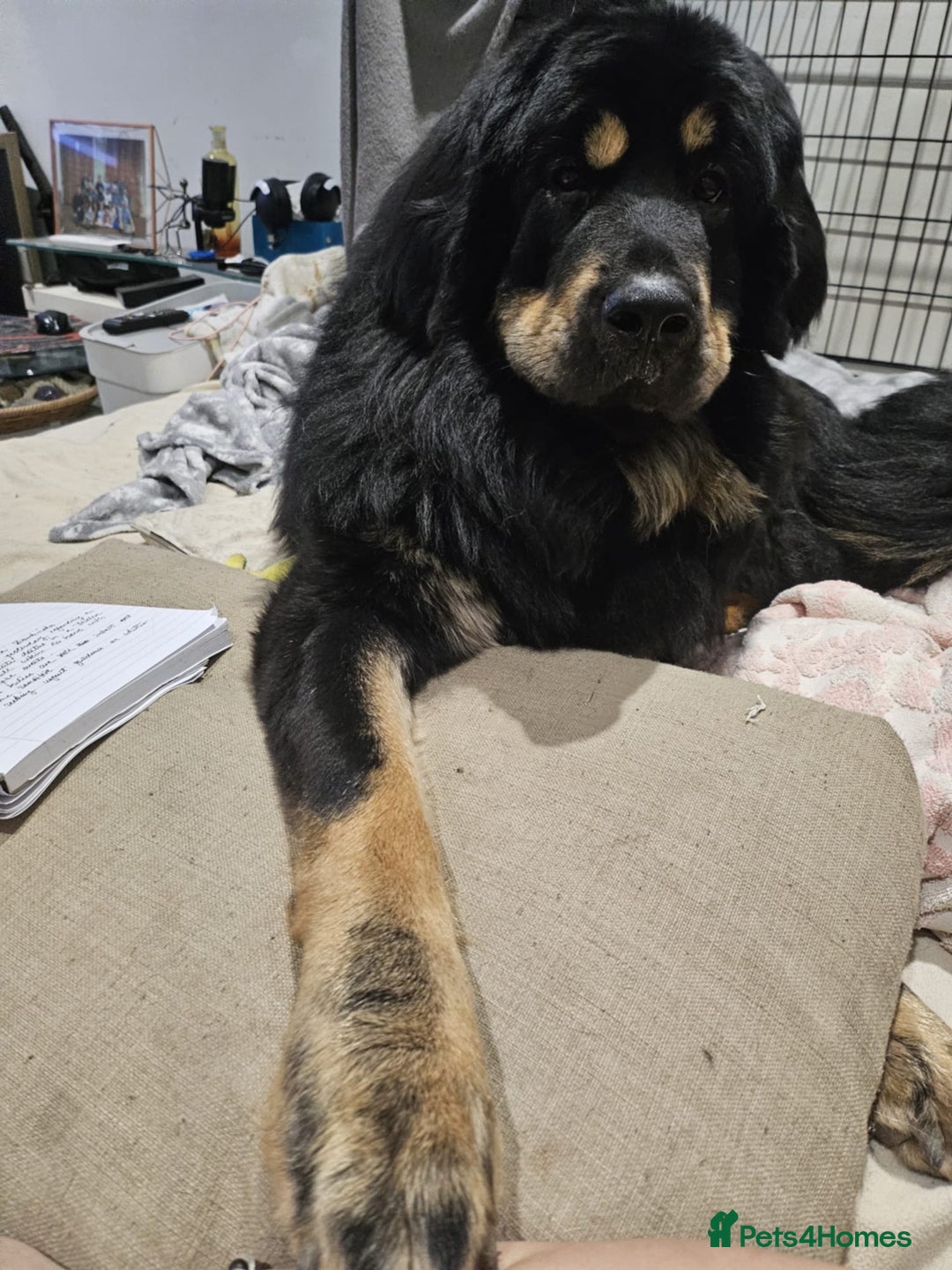 Tibetan Mastiff dogs for sale: Tibetan mastiff puppies  - Advert 3