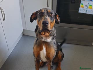 Mixed Breed dogs Beautiful male doberman - Advert 14