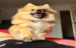 Pomeranian dogs for sale: 5 year old female Pomeranian - Image 4