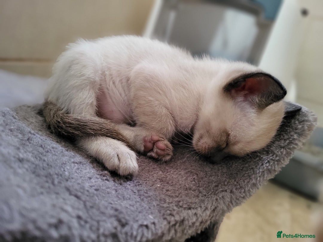Siamese cats for sale: Old Style Siamese Kittens. Raised with love & care - Image 28