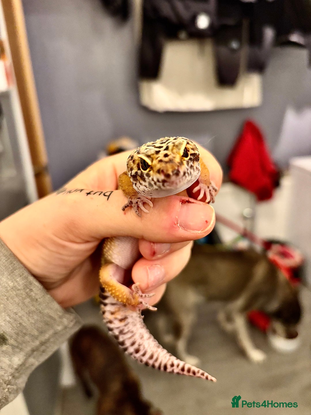Gecko reptiles for sale: Leopard gecko for sale  - Advert 3