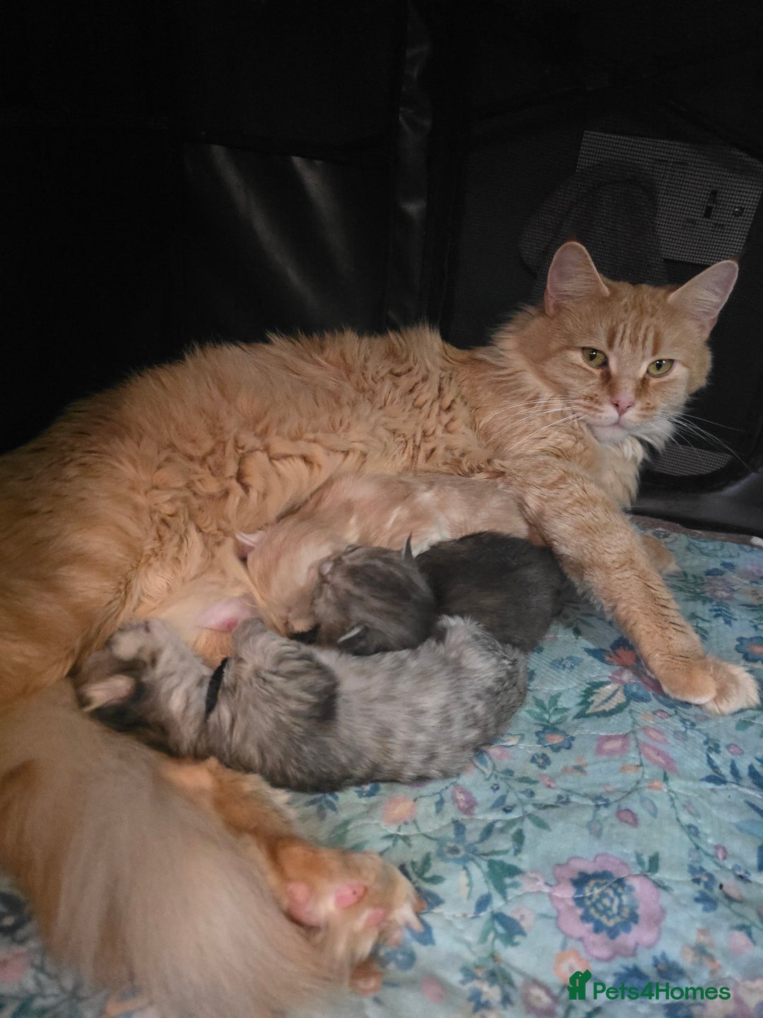 Maine Coon cats for sale: Chunky TICA registered Maine Coon Kittens - Advert 20