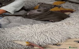 Italian Greyhound dogs for sale: ITALIAN GREYHOUND PUPPIES  - Image 39