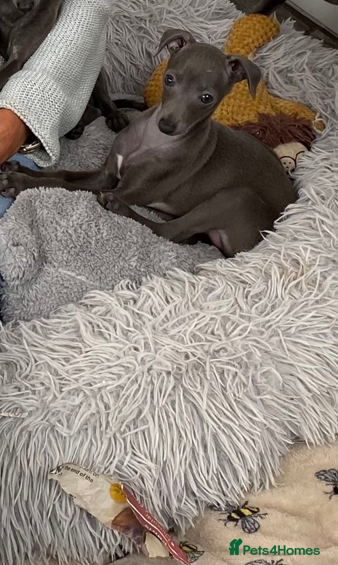 Italian Greyhound dogs for sale: ITALIAN GREYHOUND PUPPIES  - Image 39