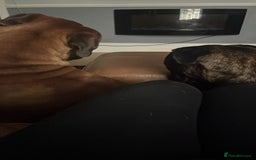 Bullmastiff dogs for sale: Bullmastiff Male for adoption - Advert 2