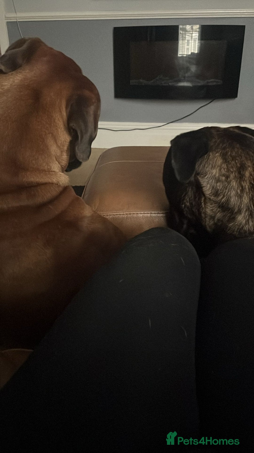 Bullmastiff dogs for sale: Bullmastiff Male for adoption - Advert 2