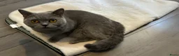 British Shorthair cats for sale: Gccf Chocolate & lilac British shorthair kittens  - Advert 29
