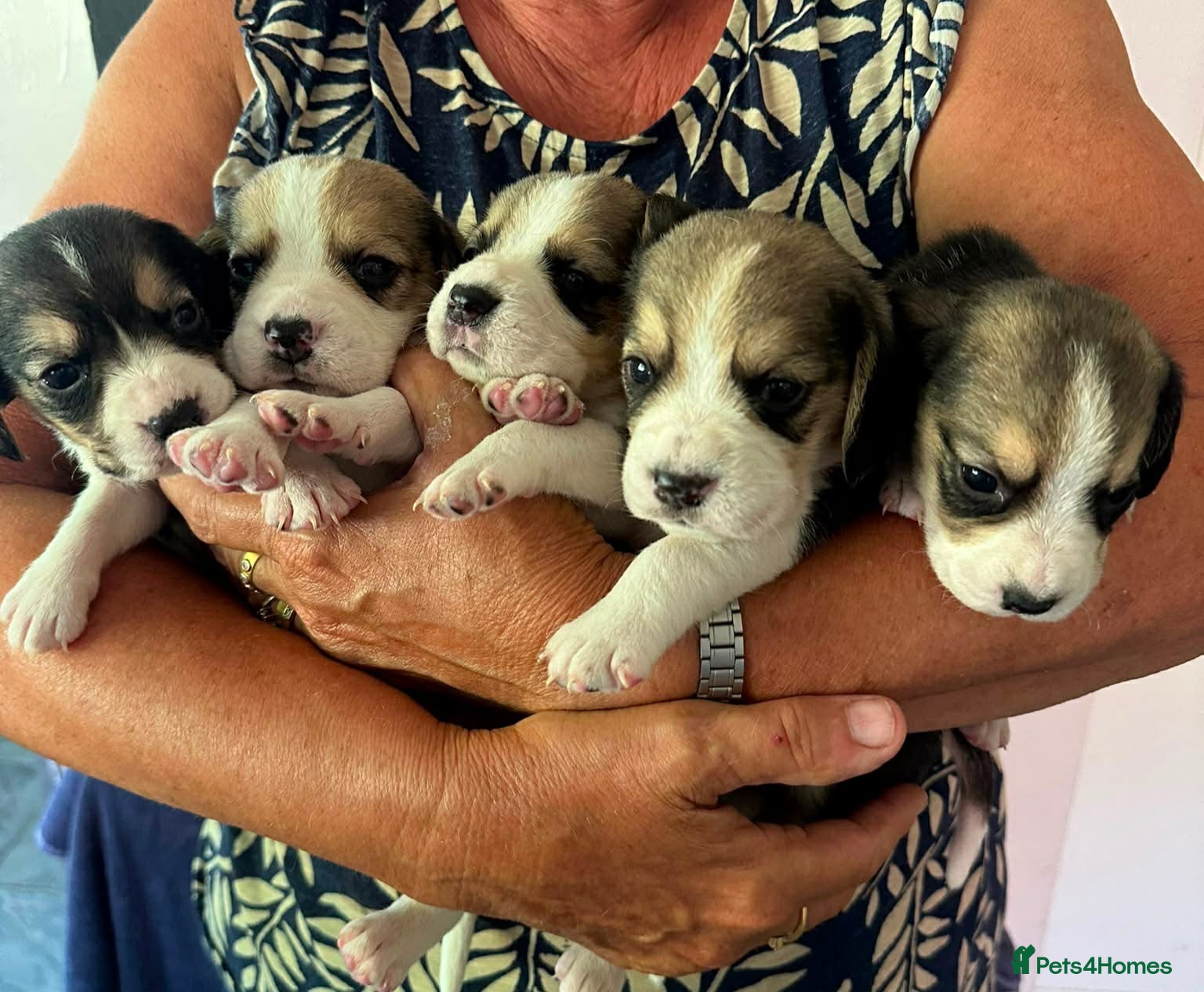 Beagle dogs KC Registered Beagle Puppies  - Advert 2