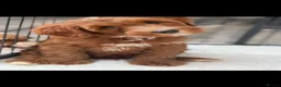 Labradoodle dogs for sale: Australian Labradoodles - Fully health tested - Advert 12
