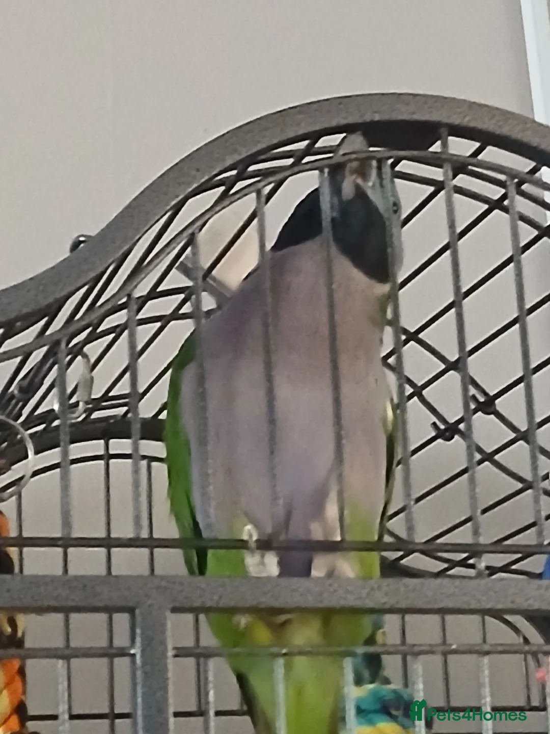 Parrots birds for sale: Derbyen Parrot in Redditch - Advert 1