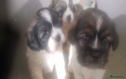 Mixed Breed dogs for sale: Lovely little shitzu cross puppies  - Image 8