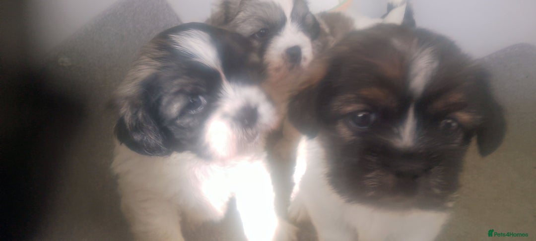 Mixed Breed dogs for sale: Lovely little shitzu cross puppies  - Image 8