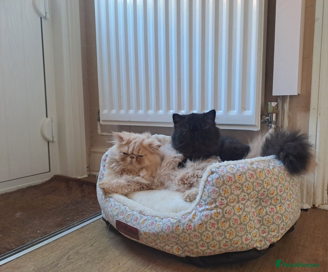 Persian cats for stud: Gccf brother's for stud!!  - Image 3