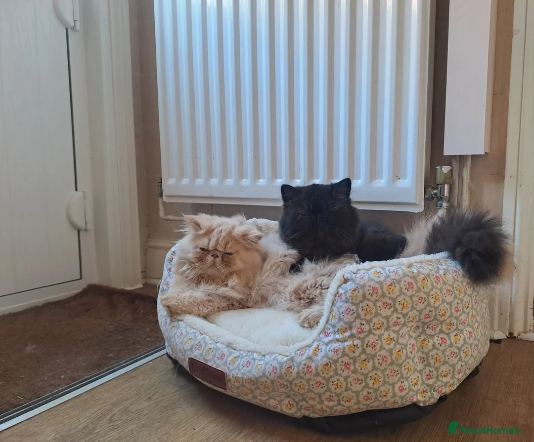Persian cats for stud: GCCF brother's for stud!!  - Advert 4