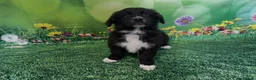 Mixed Breed dogs for sale: Australian Shepherd x Golden Retriever Puppies - Advert 23