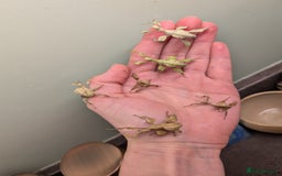 Stick Insects invertebrates for sale: Macleay's/ giant pricklies (Extatosoma tiaratum) - Image 6