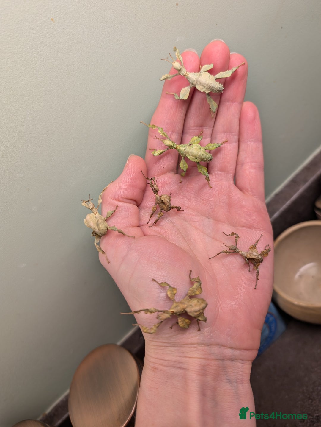 Stick Insects invertebrates for sale: Macleay's/ giant pricklies (Extatosoma tiaratum) - Image 6
