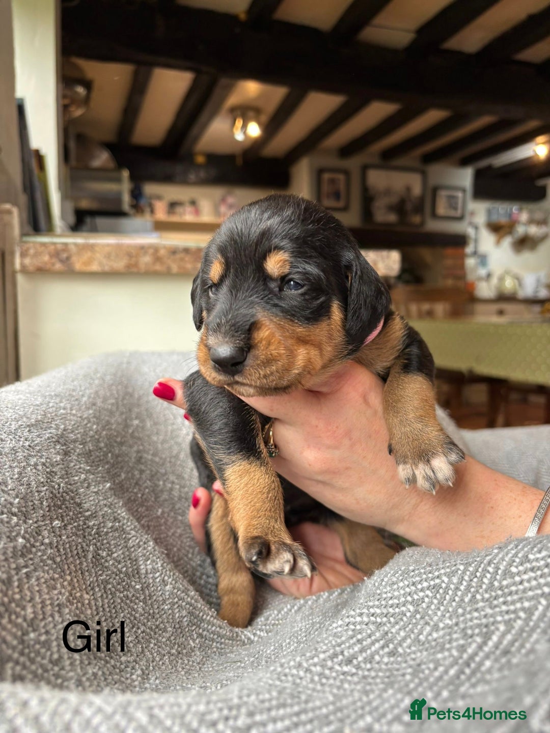 Mixed Breed dogs for sale: lurcher x Vizsla  - Image 12