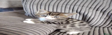Bengal 2