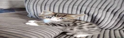 Bengal cats for sale: Bengel mix - Advert 6