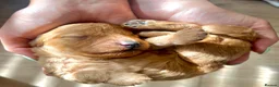 Cockapoo dogs for sale: 🐶✨ 8 Beautiful FB1 Cockapoo Puppies ✨🐶  - Advert 28