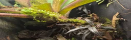 Frog reptiles for sale: Established Bromeliad Dart Frog Vivarium 50x50x60 - Advert 4