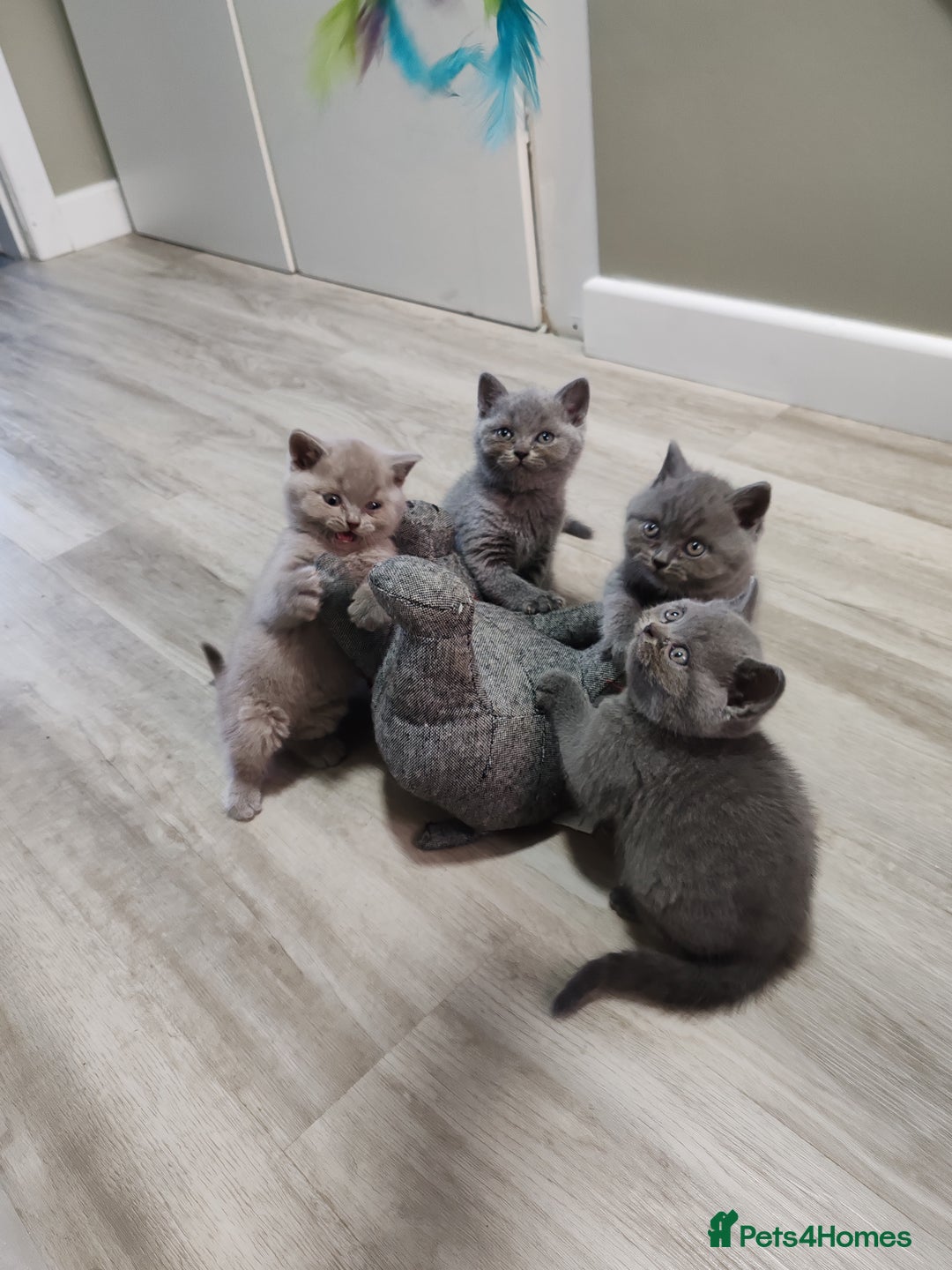 British Shorthair cats for sale: British short hair  - Image 4